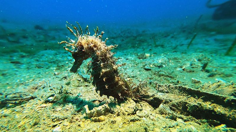 Especies marinas del Mediterrneo: caballitos de mar, corales y tortugas bajo vigilancia