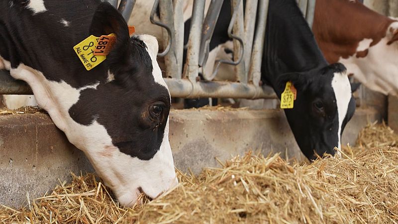 Bienestar animal: lo que no vemos detrs de la carne que consumimos