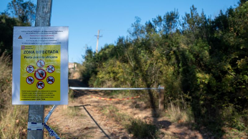 Arriben 117 militars de la UME per frenar el brot de pesta porcina a Collserola