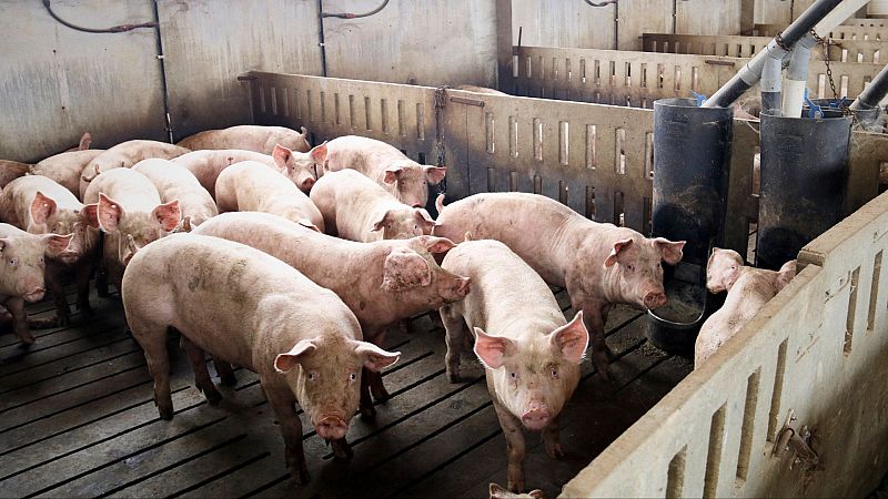 Baixada histrica de 10 cntims en el preu del porc per la crisi de la PPA