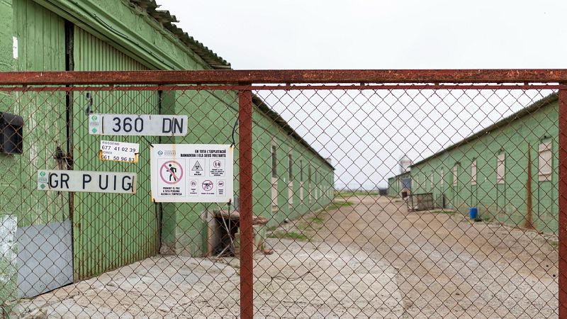 Brusselles declara zona infectada per pesta porcina 91 municipis de Barcelona