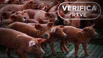 Peste porcina y gripe aviar: no son nuevas y la carne importada en Espaa tambin pasa controles
