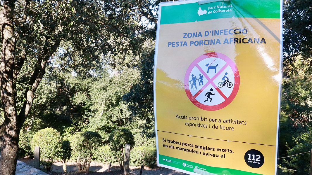 Cartell sobre les restriccions per evitar la propagaci de la pesta porcina africana, exposats al centre d?informaci del Parc Natural de la Serra de Collserola. (ACN |Gemma Snchez Bonel)