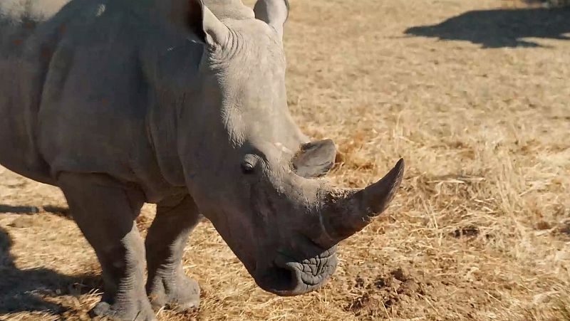 La frágil situación del rinoceronte en África, explicada en 'Dra. Fabiola Jones'