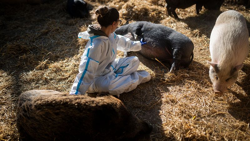 El Govern decide reducir a la mitad la poblaci�n de jabal�es en Catalu�a por la peste porcina africana