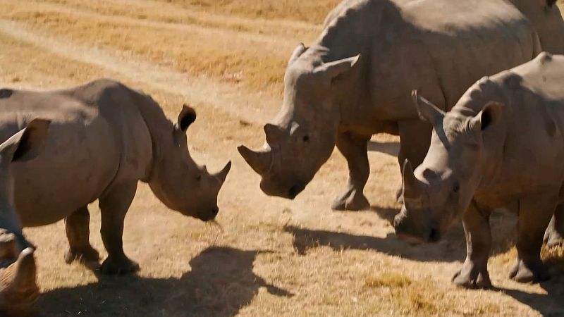 Métodos extremos para salvar una especie: ¿En qué consiste el descornado y por qué se realiza?