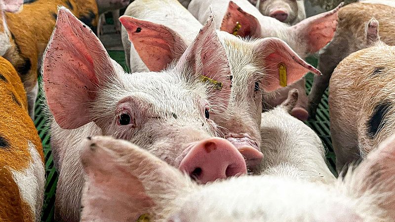 La peste porcina africana deja a 458 trabajadores en ERTE en la provincia de Barcelona