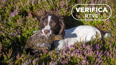 La gripe aviar y tu perro: un contagio improbable, seg�n los expertos