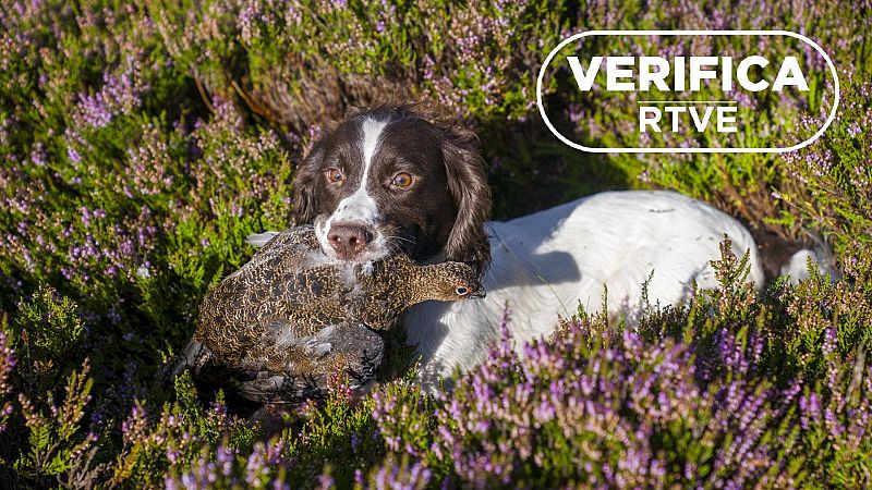 Gripe aviar y perros: un contagio improbable, seg�n los expertos