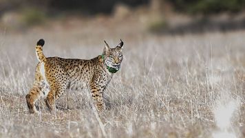 Logran producir por primera vez embriones de lince ib�rico en el laboratorio.