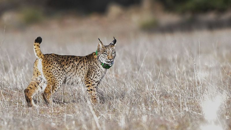 Cient�ficos espa�oles consiguen crear por primera vez embriones de lince ib�rico mediante fecundaci�n 'in vitro'