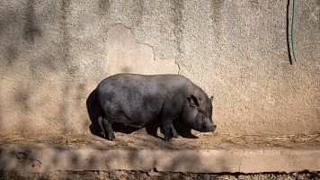 China anuncia aranceles definitivos de hasta el 19,8% al cerdo europeo