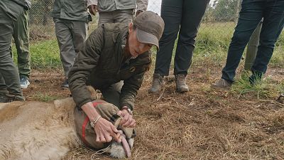 La 'Dra. Fabiola Jones' explora el conflicto entre humanos y fauna salvaje