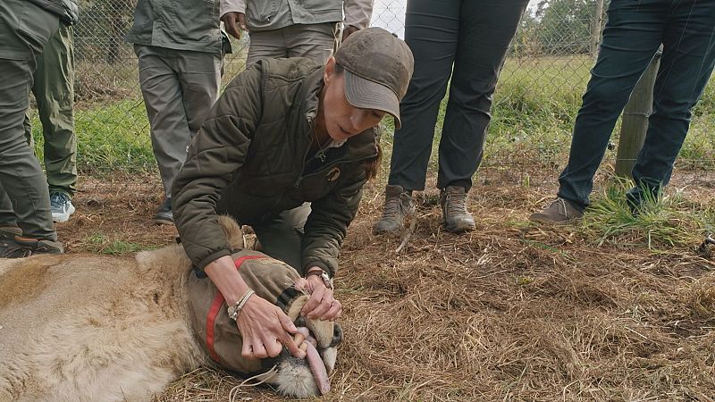 La 'Dra. Fabiola Jones' explora el conflicto entre humanos y fauna salvaje