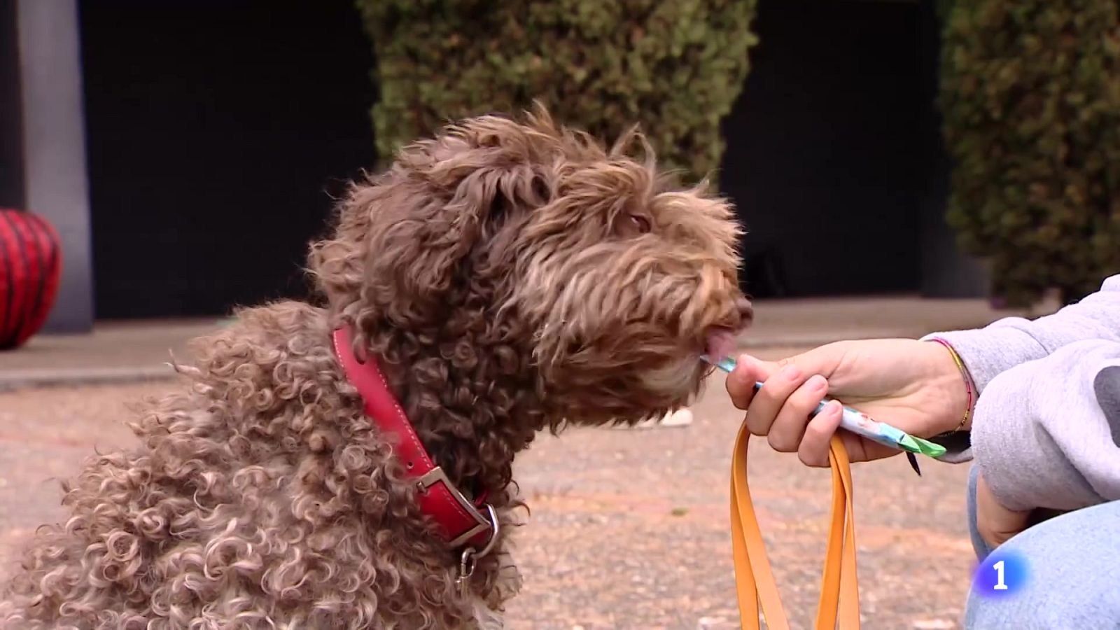 Dulces navideños para que las mascotas disfruten de las fiestas | Ver