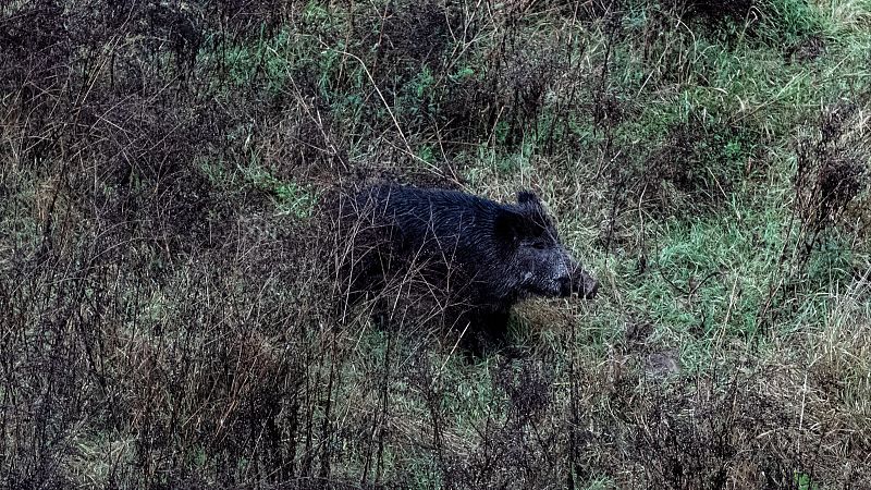 El Gobierno eleva a 29 el número de jabalíes muertos por la peste porcina en la provincia de Barcelona