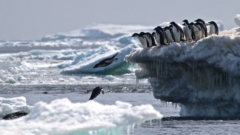 Localizan en la Antártida una súpercolonia desconocida con 1.500.000 pingüinos Adelia