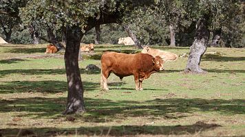 China impondr� cuotas y aranceles adicionales del 55% al vacuno importado desde el 1 de enero de 2026