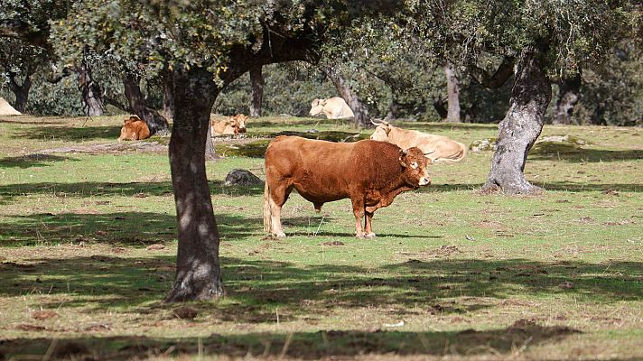 China impondr� cuotas y aranceles adicionales del 55% al vacuno importado desde el 1 de enero de 2026