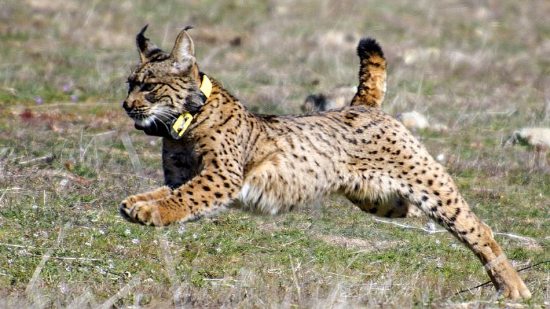 Un estudio demuestra la presencia de linces ibéricos en Madrid