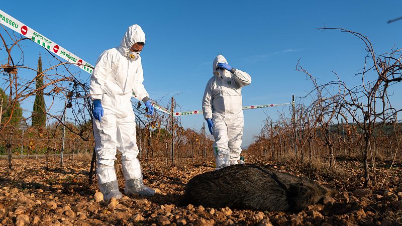 Nous casos de pesta porcina africana en senglars a Catalunya