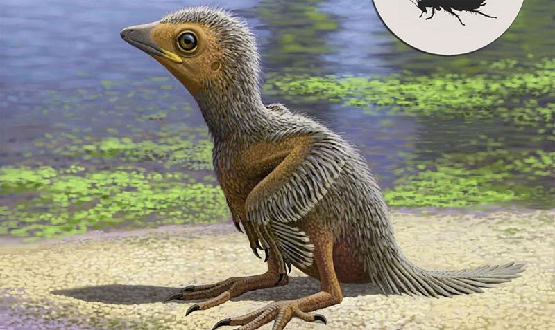 El fósil de un pollito de 127 millones de años ilustra la evolución aviar en la era de los dinosaurios