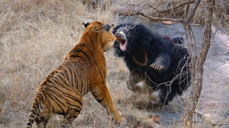 Graban una inusual pelea entre un tigre y un oso en un parque nacional de la India