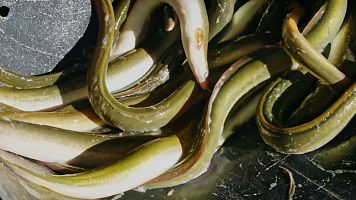 Anguiles del Delta de l'Ebre