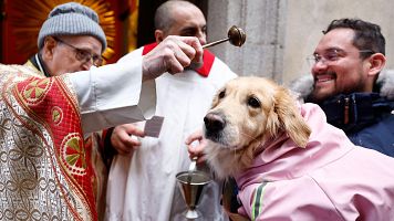 San Ant�n 2026: las mejores im�genes de la bendici�n a los animales