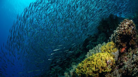 Fondo marino en Egipto