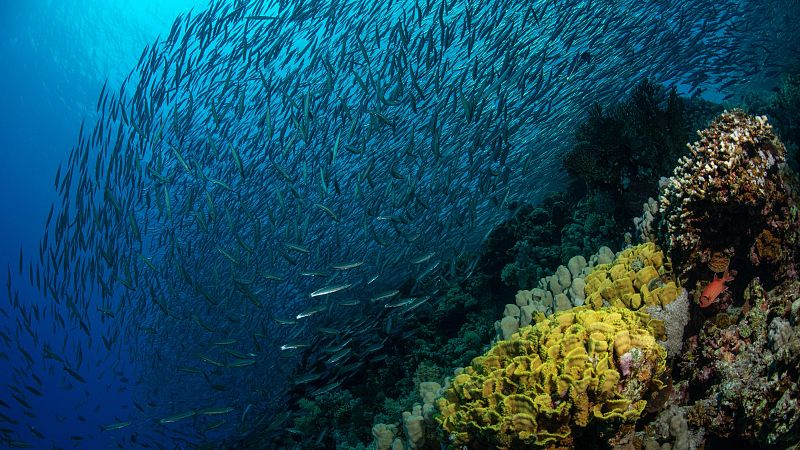 El Tratado Global de los Oc�anos entra en vigor tras ser ratificado por m�s de 60 pa�ses