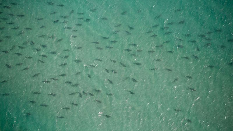 Decenas de miles de tiburones de punta negra invaden las costas de Florida