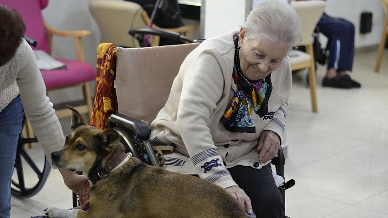 Terapia asistida contra la soledad: Frida, la perra que devuelve las sonrisas en una residencia de Zaragoza