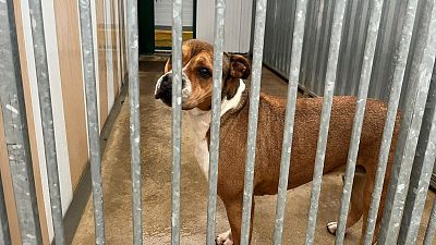 Vaquilla lleva 7 a�os en el Centro de Protecci�n Animal de Zaragoza// RTVE