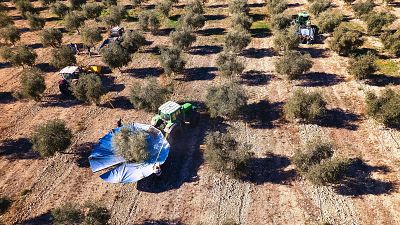 Se abre el plazo para solicitar las ayudas de la PAC de 2026: las claves de una herramienta vital para el campo