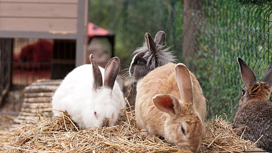 Santuari La Vedruna, la protectora que acull conills abandonats