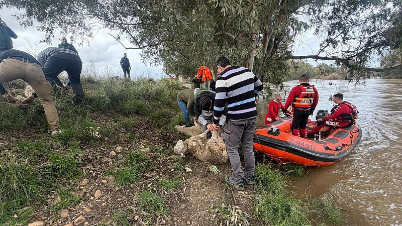 Rescatan un centenar de ovejas aisladas desde hace seis días por el temporal en Extremadura