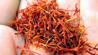 �Cu�l es proceso manual del azafr�n hasta que llega a la mesa? Te lo contamos paso a paso
