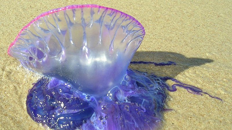 Alerta en Ceuta por la llegada de una oleada de medusas carabelas portuguesas