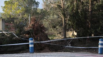 Un arbre caigut pel temporal de vent a Mont-roig del Camp