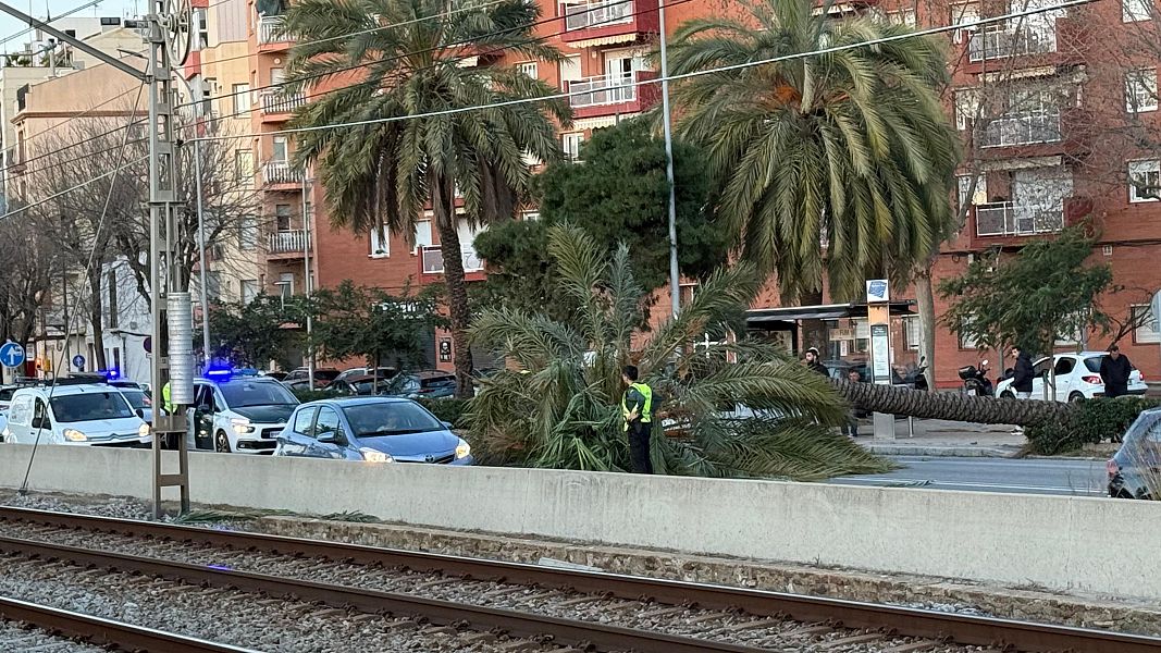 Arbre caigut a Matar�, a tocar de la via de tren. (ACN | Guillem Roset)