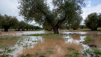 M�s del 20% de la producci�n agr�cola da�ada y 14.000 hect�reas de terreno afectadas en Andaluc�a por las borrascas