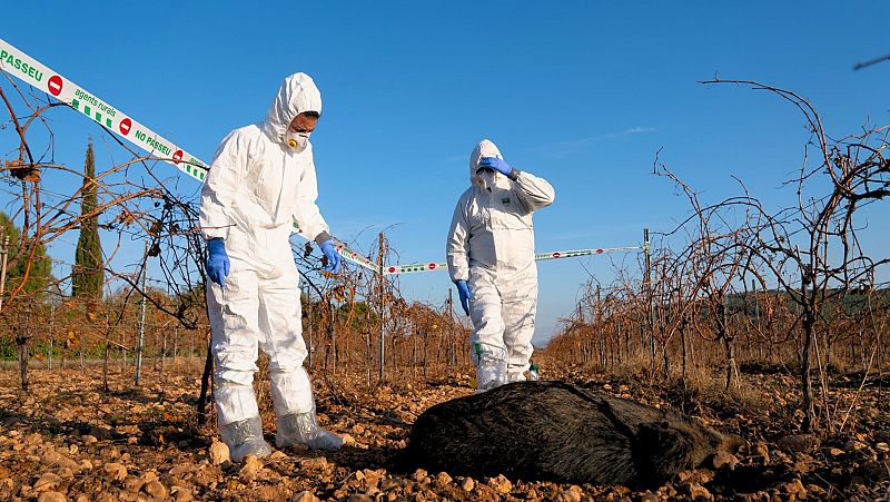Detecten dos nous casos de pesta porcina africana fora del radi inicial