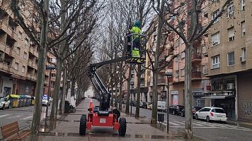 Revisi� de l'arbrat del carrer Doctora Castells, a Lleida, per garantir la seguretat de la Rua de Carnaval | ACN