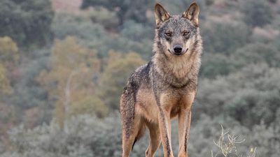 El TS avala la caza del lobo solo cuando no exista otra alternativa para evitar daños al ganado - Cantabria Informativos | Escuchar