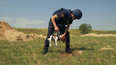 De buscar palos a localizar explosivos en Ucrania: la historia de Patr�n, el perro antibombas