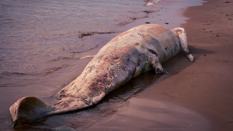 Mueren tres ballenas pigmeas en Taiwán con el estómago lleno de plásticos