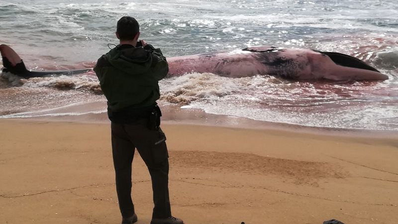 Aparece una ballena muerta varada en Barcelona