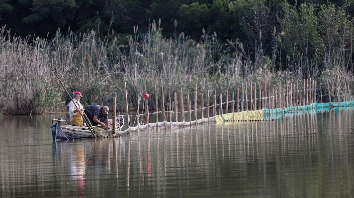 Pescadores en la Albufera de Valencia, una de las zonas donde tradicionalmente se ha pescado la anguila