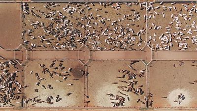 �Qui�n controla la tierra y el agua en el siglo XXI?